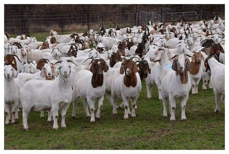 Goat Farming Business