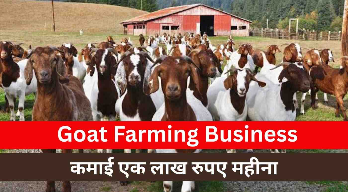 Goat Farming Business