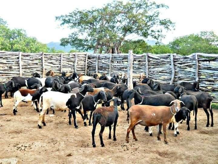 Goat Farming