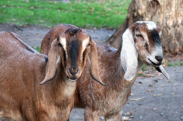 Goat Farming Business